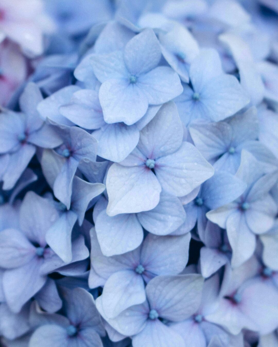 紫陽花の写真